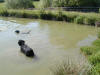 do vody �li prvn� na�i dva bafu�ov�